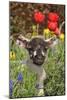 Sheep Lamb in Spring Flowers-null-Mounted Photographic Print