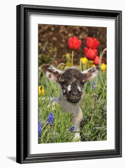 Sheep Lamb in Spring Flowers-null-Framed Photographic Print