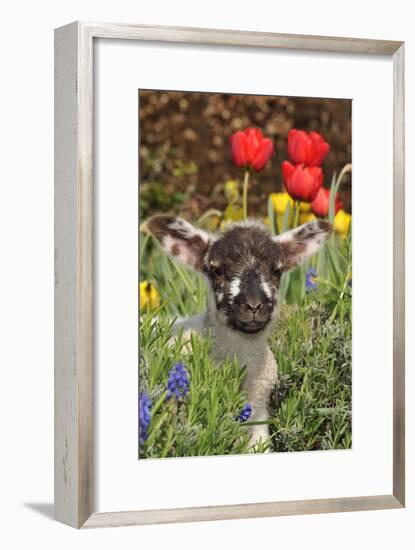 Sheep Lamb in Spring Flowers-null-Framed Photographic Print