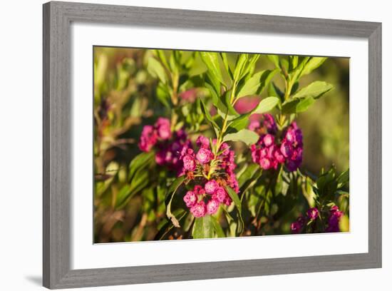 Sheep Laurel on the Shore of Little Berry Pond, Northern Forest, Maine-Jerry & Marcy Monkman-Framed Photographic Print