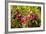 Sheep Laurel on the Shore of Little Berry Pond, Northern Forest, Maine-Jerry & Marcy Monkman-Framed Photographic Print