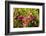 Sheep Laurel on the Shore of Little Berry Pond, Northern Forest, Maine-Jerry & Marcy Monkman-Framed Photographic Print