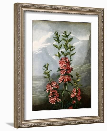 Sheep Laurel-Caldwell-Framed Giclee Print