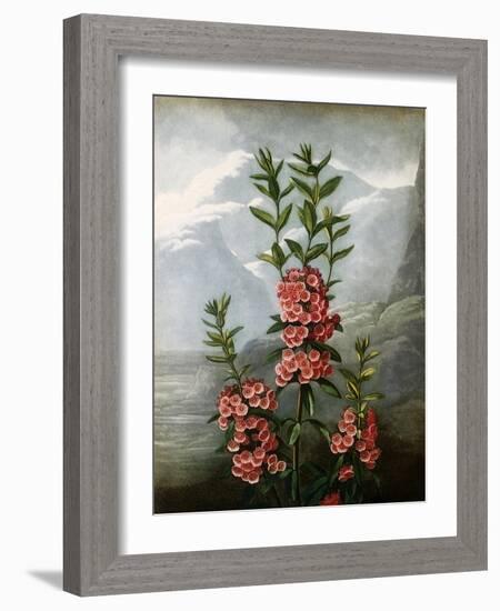 Sheep Laurel-Caldwell-Framed Giclee Print