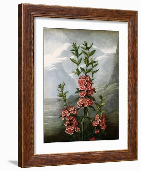 Sheep Laurel-Caldwell-Framed Giclee Print