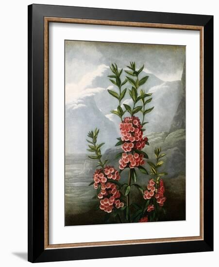 Sheep Laurel-Caldwell-Framed Giclee Print