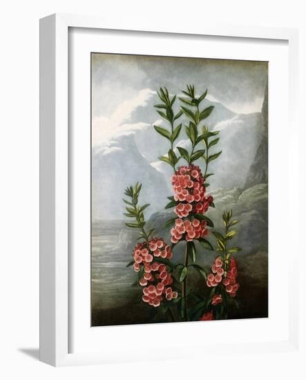 Sheep Laurel-Caldwell-Framed Giclee Print