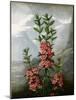 Sheep Laurel-Caldwell-Mounted Giclee Print