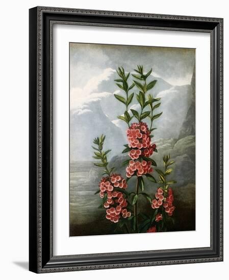 Sheep Laurel-Caldwell-Framed Giclee Print