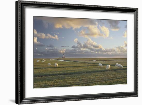 Sheep, Lighthouse of Westerhever (Municipality), Schleswig-Holstein, Germany-Rainer Mirau-Framed Photographic Print