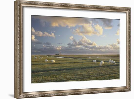 Sheep, Lighthouse of Westerhever (Municipality), Schleswig-Holstein, Germany-Rainer Mirau-Framed Photographic Print