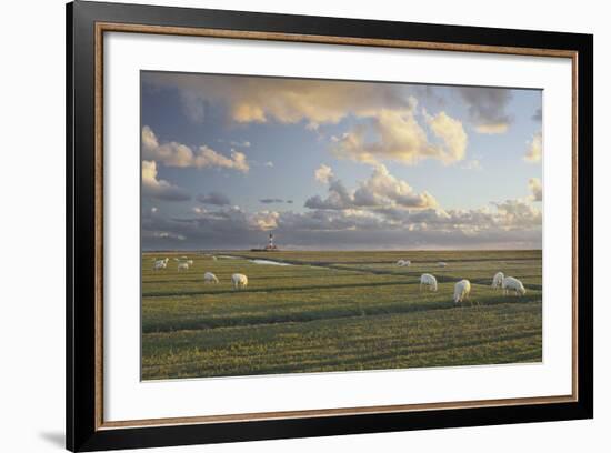 Sheep, Lighthouse of Westerhever (Municipality), Schleswig-Holstein, Germany-Rainer Mirau-Framed Photographic Print