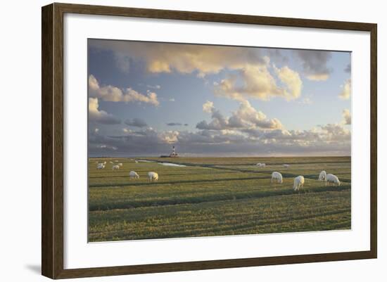 Sheep, Lighthouse of Westerhever (Municipality), Schleswig-Holstein, Germany-Rainer Mirau-Framed Photographic Print