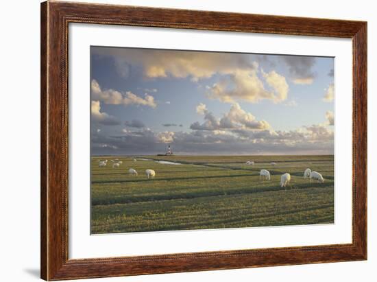 Sheep, Lighthouse of Westerhever (Municipality), Schleswig-Holstein, Germany-Rainer Mirau-Framed Photographic Print