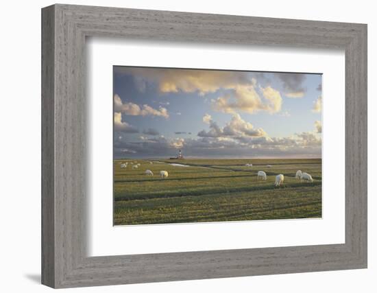 Sheep, Lighthouse of Westerhever (Municipality), Schleswig-Holstein, Germany-Rainer Mirau-Framed Photographic Print