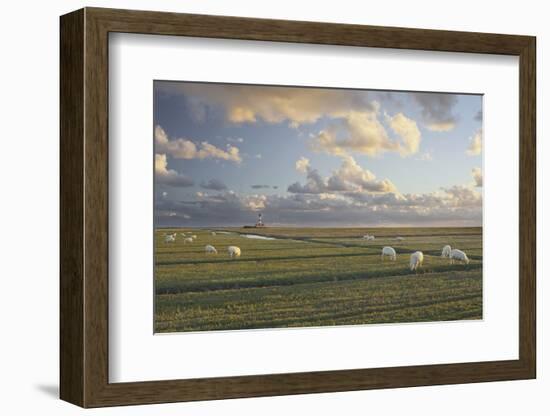 Sheep, Lighthouse of Westerhever (Municipality), Schleswig-Holstein, Germany-Rainer Mirau-Framed Photographic Print