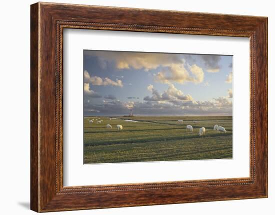 Sheep, Lighthouse of Westerhever (Municipality), Schleswig-Holstein, Germany-Rainer Mirau-Framed Photographic Print