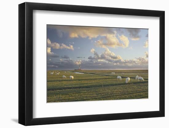 Sheep, Lighthouse of Westerhever (Municipality), Schleswig-Holstein, Germany-Rainer Mirau-Framed Photographic Print