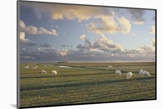 Sheep, Lighthouse of Westerhever (Municipality), Schleswig-Holstein, Germany-Rainer Mirau-Mounted Photographic Print