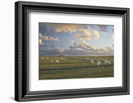 Sheep, Lighthouse of Westerhever (Municipality), Schleswig-Holstein, Germany-Rainer Mirau-Framed Photographic Print