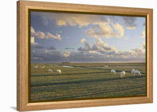 Sheep, Lighthouse of Westerhever (Municipality), Schleswig-Holstein, Germany-Rainer Mirau-Framed Premier Image Canvas