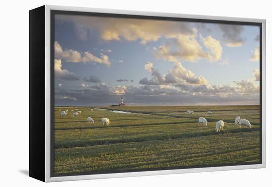 Sheep, Lighthouse of Westerhever (Municipality), Schleswig-Holstein, Germany-Rainer Mirau-Framed Premier Image Canvas