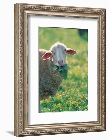 Sheep Look-null-Framed Art Print