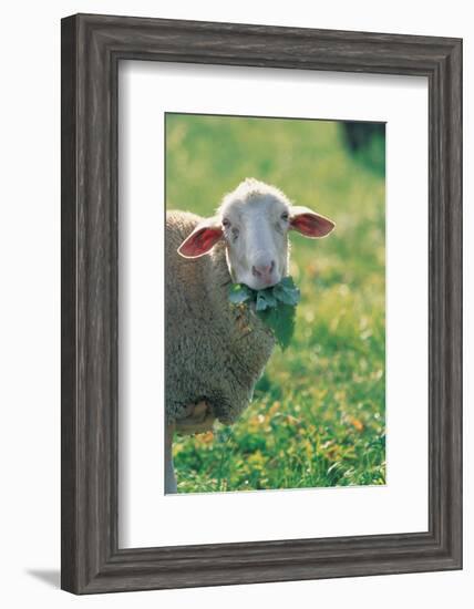 Sheep Look-null-Framed Art Print