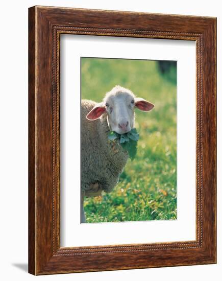 Sheep Look-null-Framed Art Print