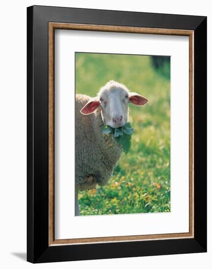 Sheep Look-null-Framed Art Print