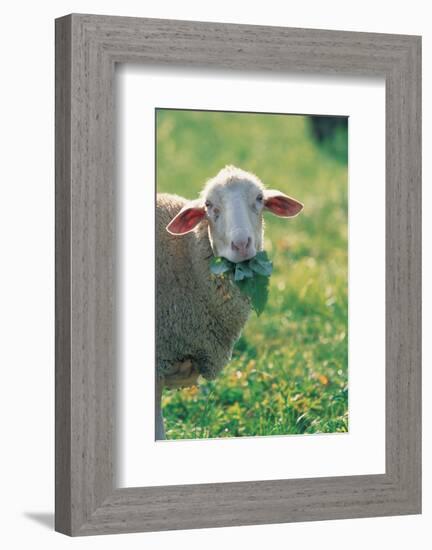 Sheep Look-null-Framed Art Print