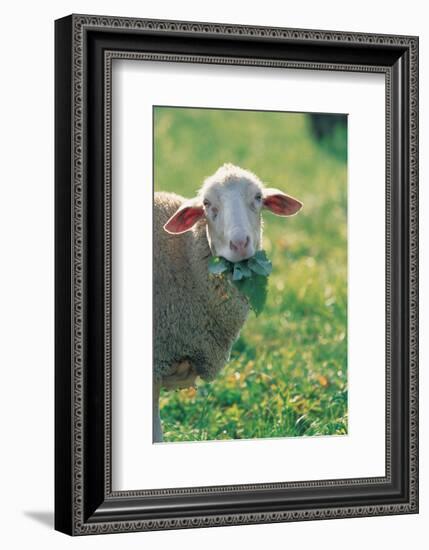 Sheep Look-null-Framed Art Print