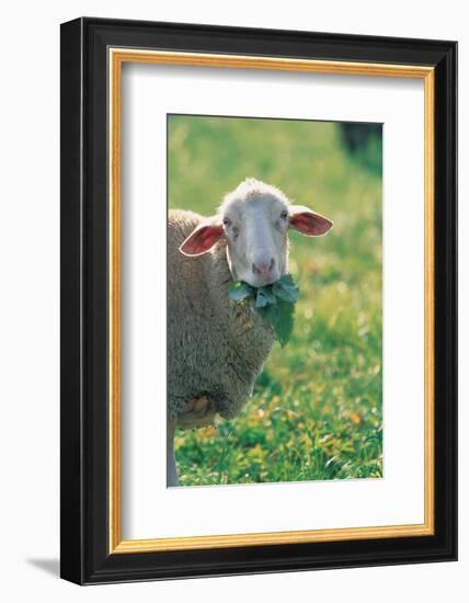 Sheep Look-null-Framed Art Print