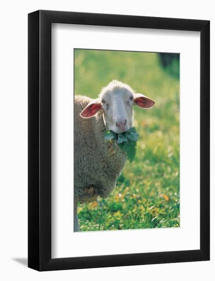 Sheep Look-null-Framed Art Print