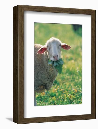 Sheep Look-null-Framed Art Print