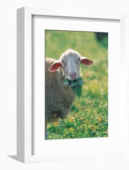 Sheep Look-null-Framed Art Print