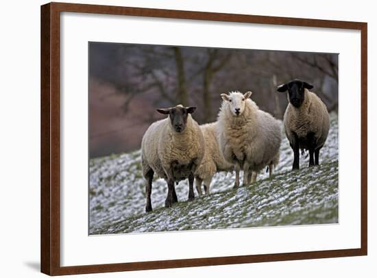 Sheep Mixture of Suffolk and Welsh Mountain Breeds-null-Framed Photographic Print
