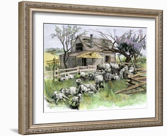 Sheep Near a Cottage in West Rutland, Vermont, c.1880-null-Framed Giclee Print