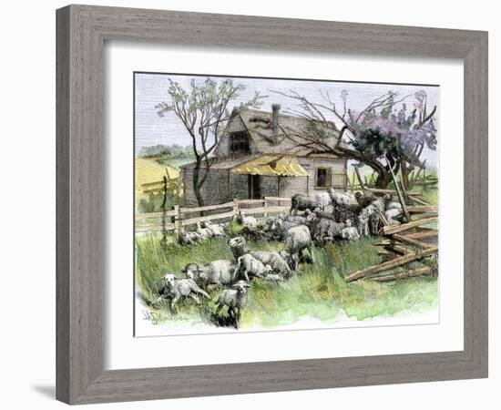 Sheep Near a Cottage in West Rutland, Vermont, c.1880-null-Framed Giclee Print