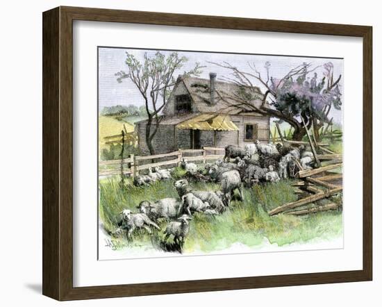 Sheep Near a Cottage in West Rutland, Vermont, c.1880-null-Framed Giclee Print