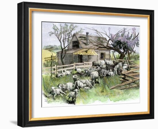 Sheep Near a Cottage in West Rutland, Vermont, c.1880-null-Framed Giclee Print