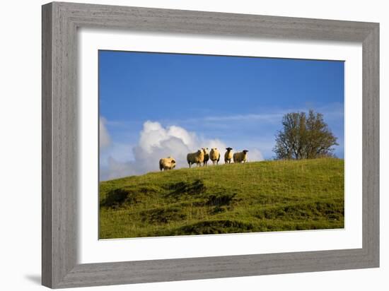 Sheep Near Athenry,County Galway, Ireland-null-Framed Photographic Print