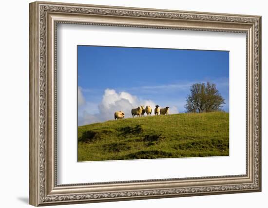 Sheep Near Athenry,County Galway, Ireland-null-Framed Photographic Print