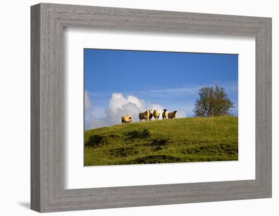 Sheep Near Athenry,County Galway, Ireland-null-Framed Photographic Print