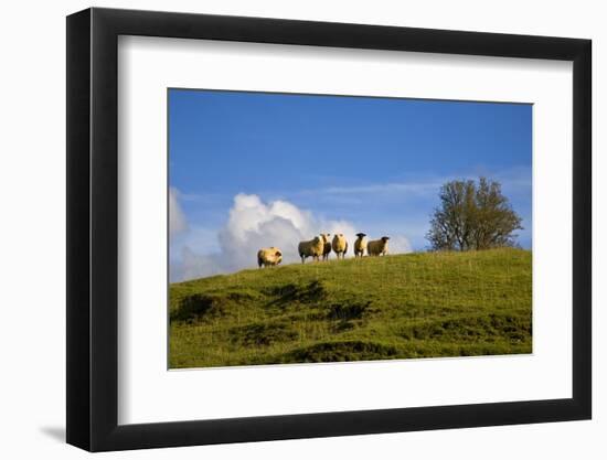 Sheep Near Athenry,County Galway, Ireland-null-Framed Photographic Print