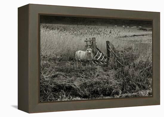 Sheep Near Broken Gate in Field-Fay Godwin-Framed Premier Image Canvas