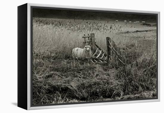 Sheep Near Broken Gate in Field-Fay Godwin-Framed Premier Image Canvas