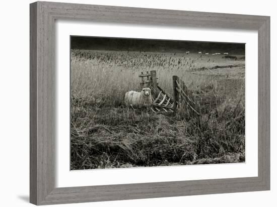 Sheep Near Broken Gate in Field-Fay Godwin-Framed Giclee Print