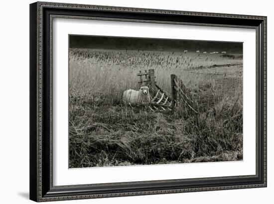 Sheep Near Broken Gate in Field-Fay Godwin-Framed Giclee Print