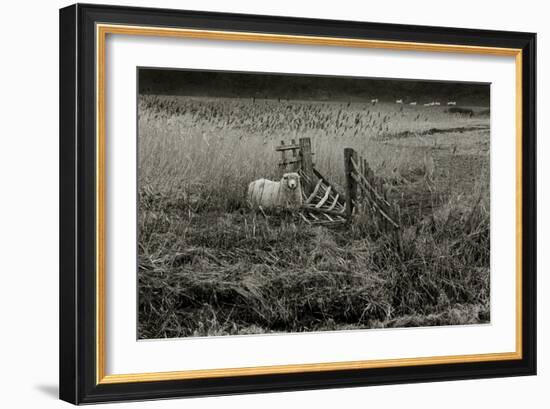 Sheep Near Broken Gate in Field-Fay Godwin-Framed Giclee Print